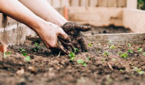 Example of Catholic Social Teaching - caring for the earth by tending to plants