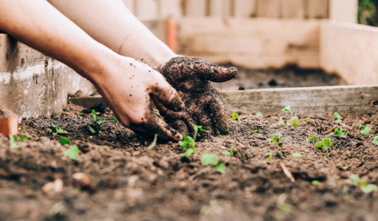 Example of Catholic Social Teaching - caring for the earth by tending to plants